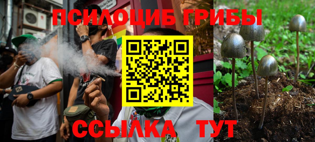 Краснокаменск  Псилоцибиновые грибы Psilocybine cubensis  Вход с VPN 